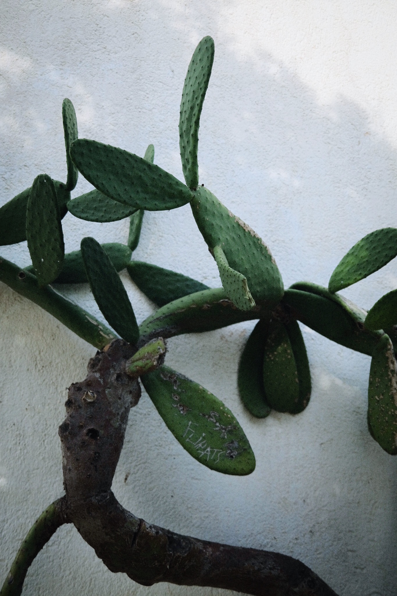 Processed with VSCO with al1 preset